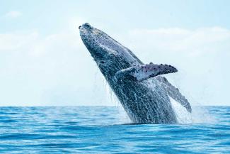 Humpback whale breaching above the ocean