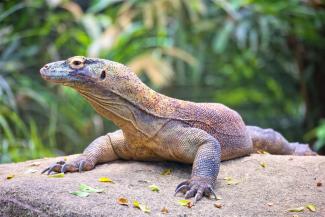 Komodo dragon sitting on a stone