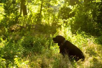 Labrador in a field