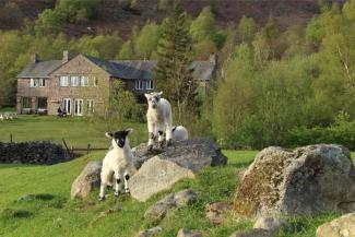 Lambs at YHA Eskdale