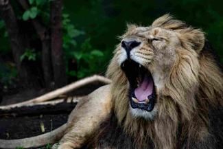 Lion roaring