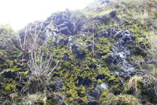 Mossy rock wall