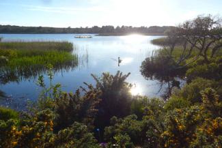 Nature reserve with plants and swans