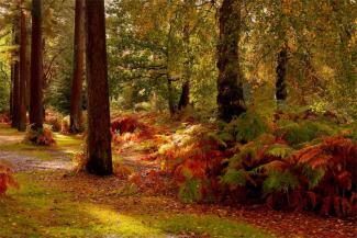 Trees with orange leaves