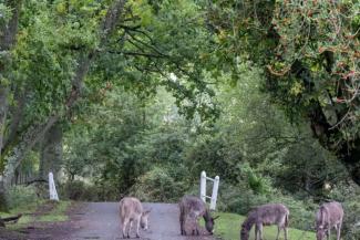 Four donkeys grazing on some grass with trees in the background