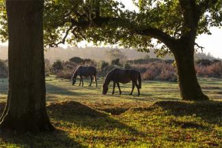 New Forest ponies