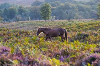 Pony grazing in a green field