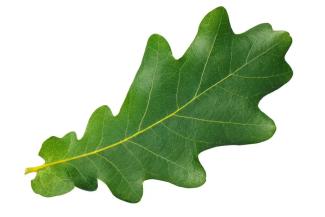 Oak leaf