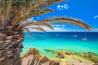 Palm tree on a beach with a blue ocean and blue skies above