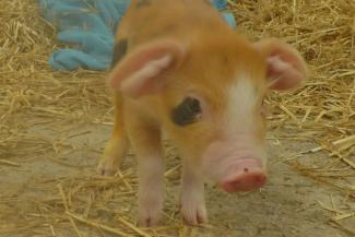 Baby piglet standing in straw