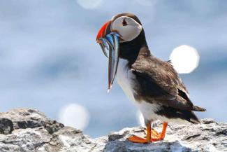 A puffin holding several small fish in its beak