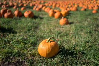 Pumpkin on the grass with lots of pumpkins in the background