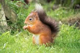 Red squirrel sat on some green grass