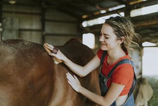 Licensed Girl brushing a chestnut horse 