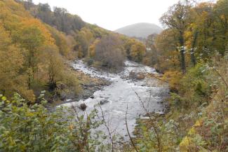 Tree-lined banks of a river