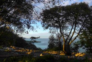 View of the sea through the trees near YHA Swanage