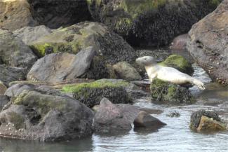 Seal on the beach at Boggle Hole