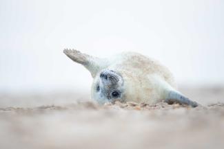 White seal pup laying on a sandy beach