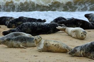 Group of seals laying on a beach