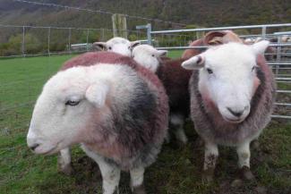 Group of sheep in the countryside