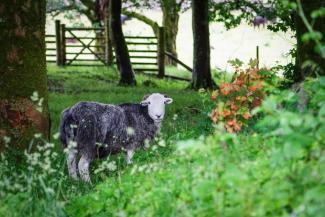 Sheep in a field with bushes and trees