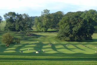 Sheep in a large open field with trees