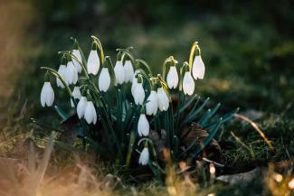 White snowdrops in a garden