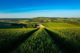 Lush green grass fields and blue skies