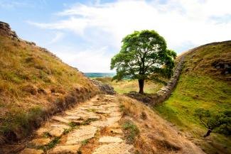 Sycamore Gap tree in Summer