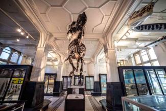 T-rex in Manchester Museum