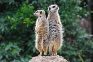 Two meerkats on a rock