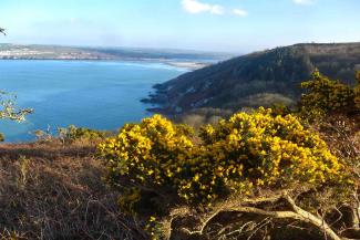 Clifftop bush with yellow flowers