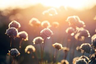 Wildflowers in the sun