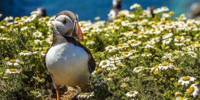 Puffin with fish in its beck on top of a cliff