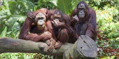 Monkey World, group of orangutans on a branch