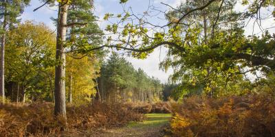 Path through Rendlesham Forest, near Blaxhall