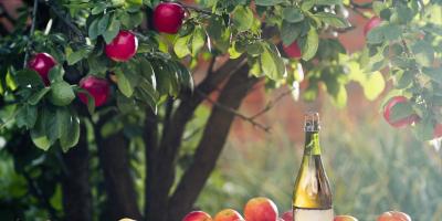 Cider is under the apple tree branch