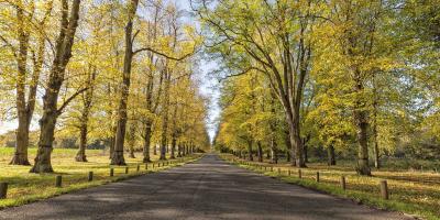 Clumber Park, tree lined avenue