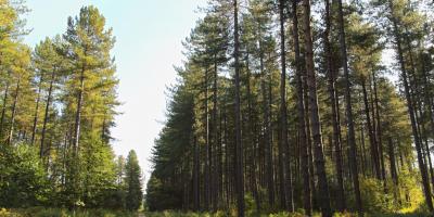 Sherwood Pines Country Park