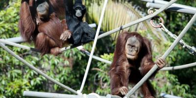 Newquay Zoo, image of Orangutans