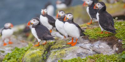 Farne Island