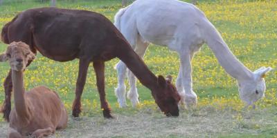 Alpaca's in a field