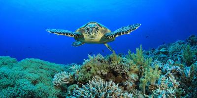 Blue Reef Aquarium