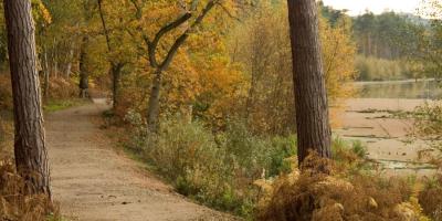 Delamere Forest