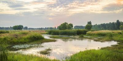 wetland