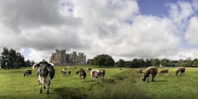 Raby Castle