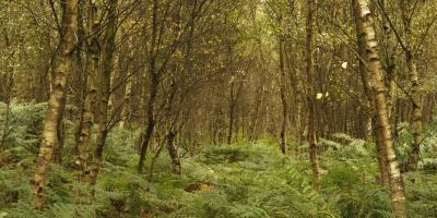 Rendlesham Forest