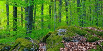 Greenwood Forest Park