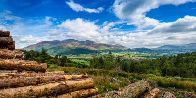 Whinlatter Forest 