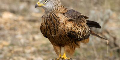 Red kite 